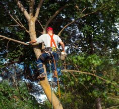 What Happens In A Tree Inspection Done By Arborists?